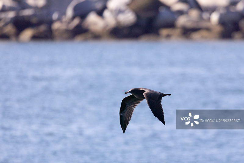 飞行中的幼年赫尔曼鸥图片素材