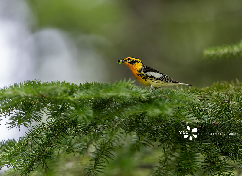 早起的鸟儿有虫吃图片素材