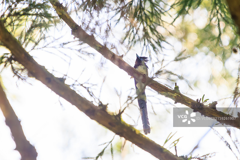 在日本八王子市森林深处捕捉昆虫的长尾美丽紫寿带鸟图片素材