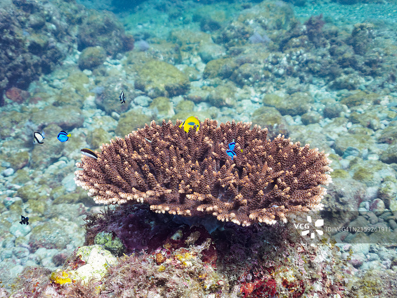 美丽的桌面珊瑚和可爱的幼鱼群图片素材