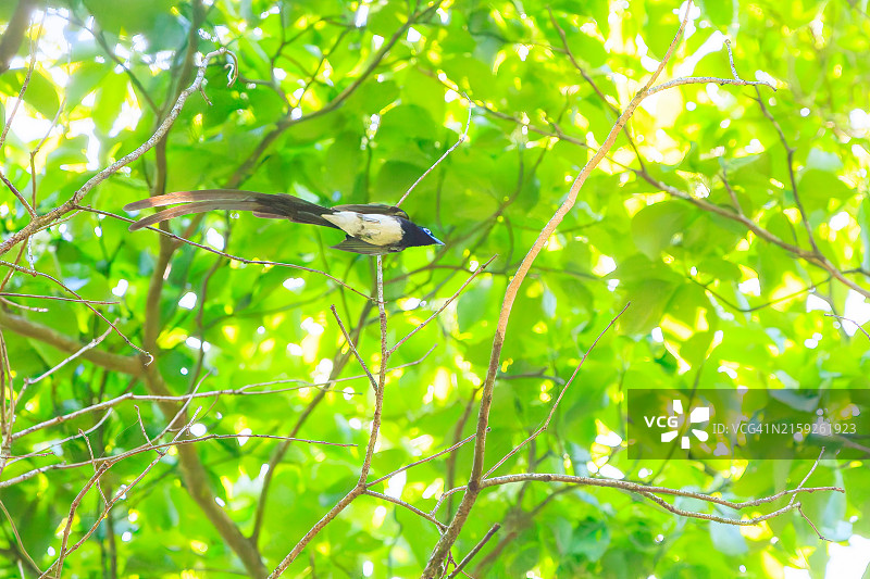 在日本八王子市森林深处捕捉昆虫的长尾美丽紫寿带鸟图片素材