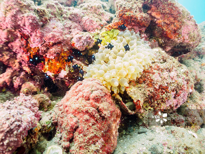 可爱的三点白和清洁虾群，在美丽的海葵中图片素材