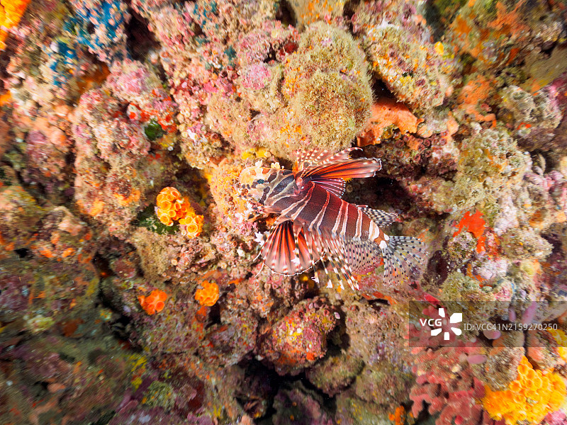 美丽的斑马蓑鲉（Dendrochirus zebra）等，日本静冈县伊豆半岛图片素材