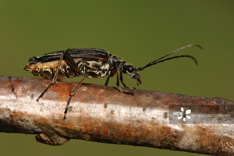在林地树枝上行走的Stenocorus meridianus图片素材