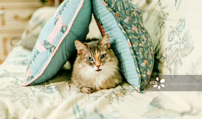 舒适的猫咪依偎在花卉床罩的彩色枕头之间图片素材