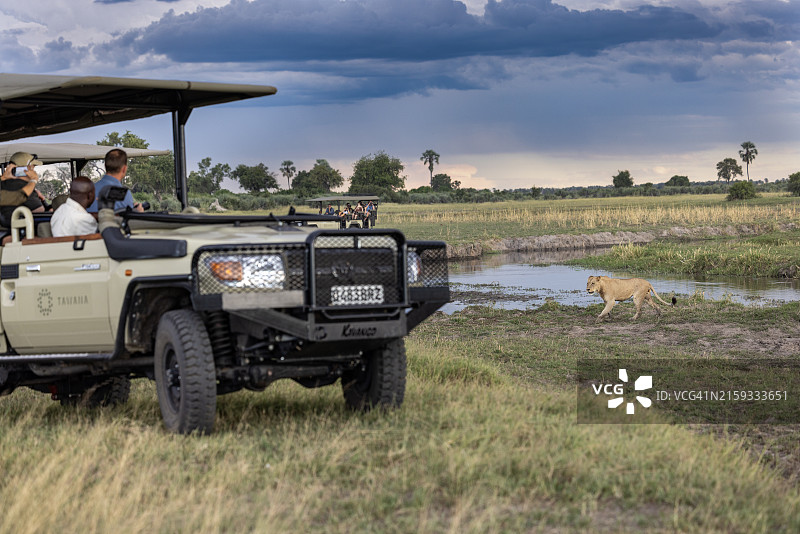 乘坐四驱车在奥卡万戈三角洲观看母狮的游客图片素材