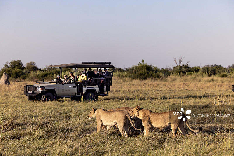在奥卡万戈三角洲，游客乘坐四驱车观看狮群图片素材