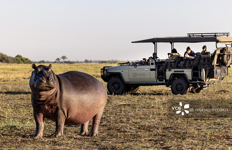 在奥卡万戈三角洲乘坐四驱车观看河马的游客图片素材