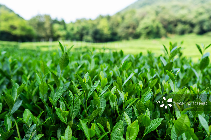 杭州茶园图片素材