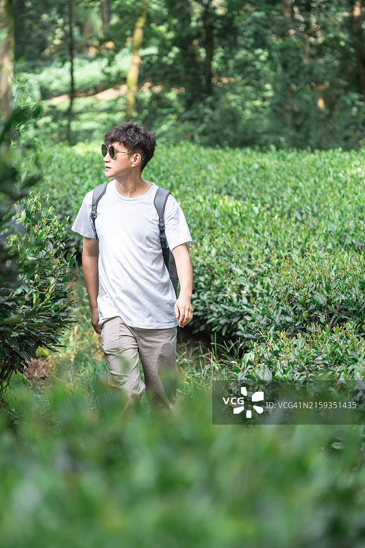 男人独自在茶园里散步图片素材