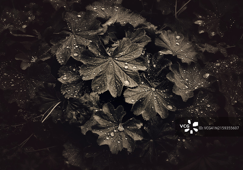 暗棕褐色调的水滴在树叶上的图像图片素材