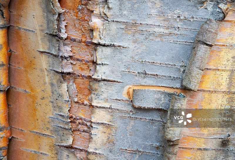 包括皮孔的桦树皮细节特写，加拿大艾伯塔省图片素材