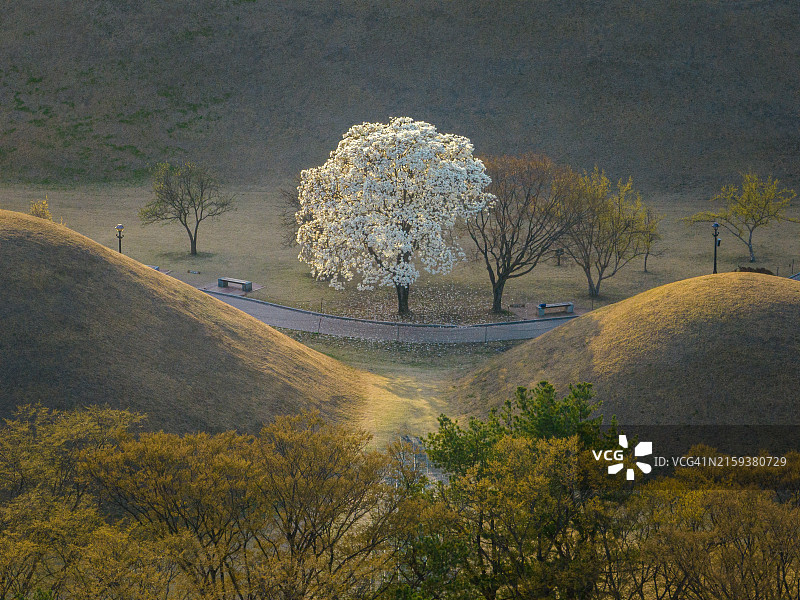大陵苑古墓群中的玉兰花图片素材