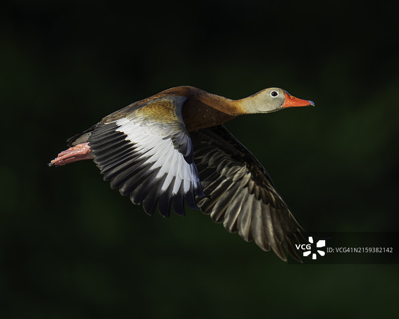暗背景下的黑腹树鸭图片素材