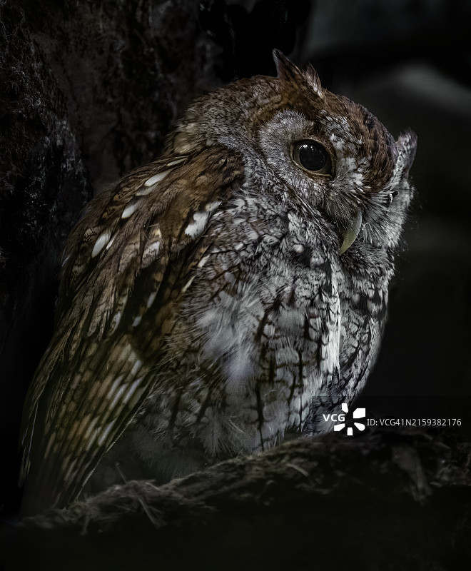 角鸮特写图片素材