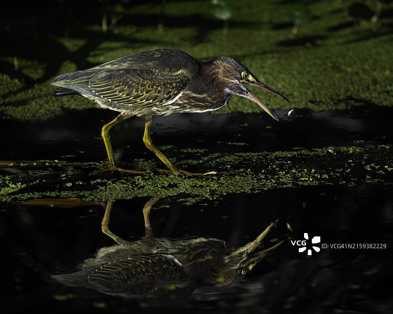 绿鹭捕鱼图片素材