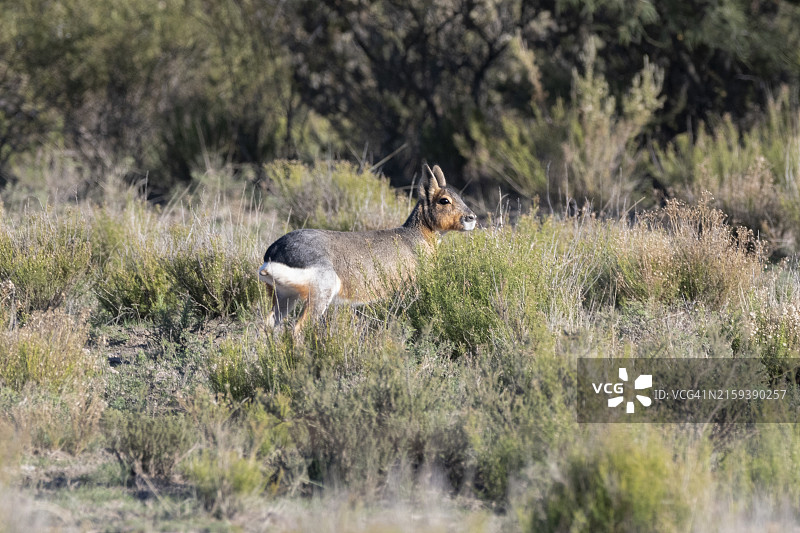 巴塔哥尼亚豚鼠图片素材