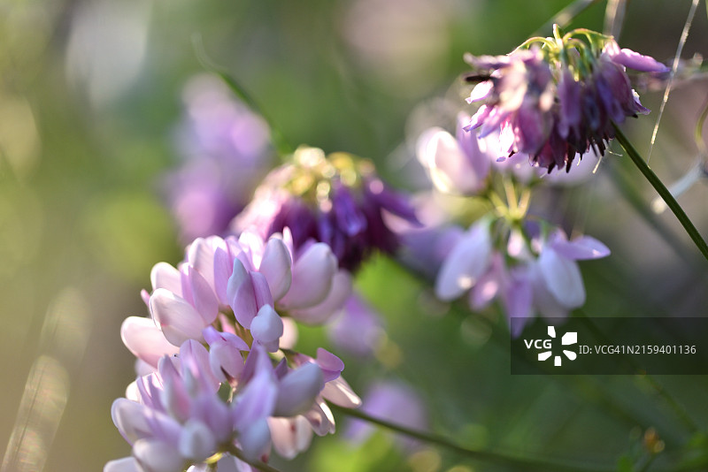多花冠毛豆图片素材