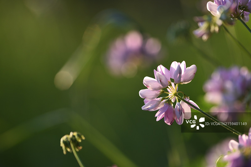 多花冠毛豆图片素材
