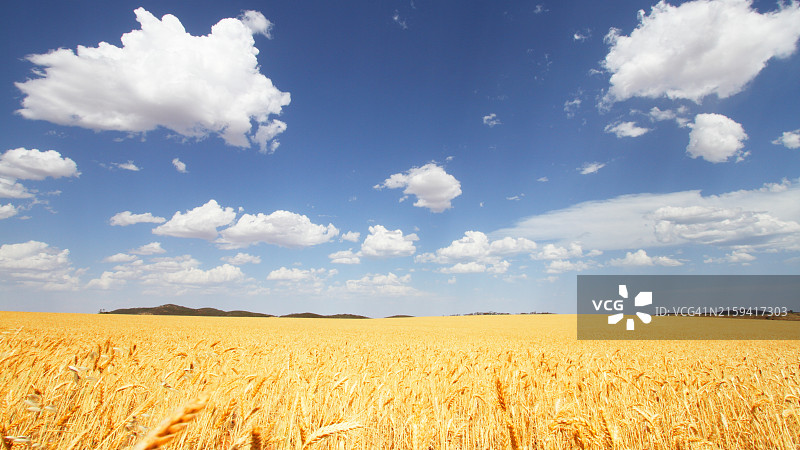 澳大利亚的谷物作物和蓝天白云图片素材