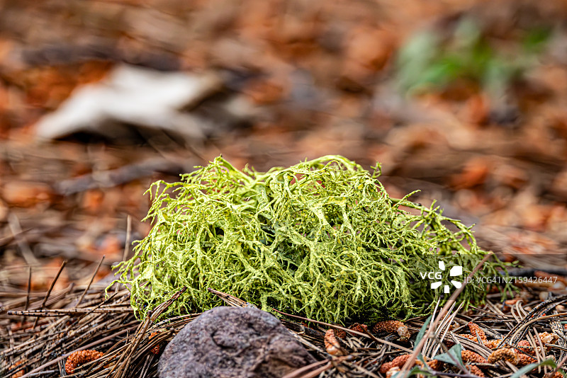 优胜美地国家公园森林地面上的绿色地衣图片素材
