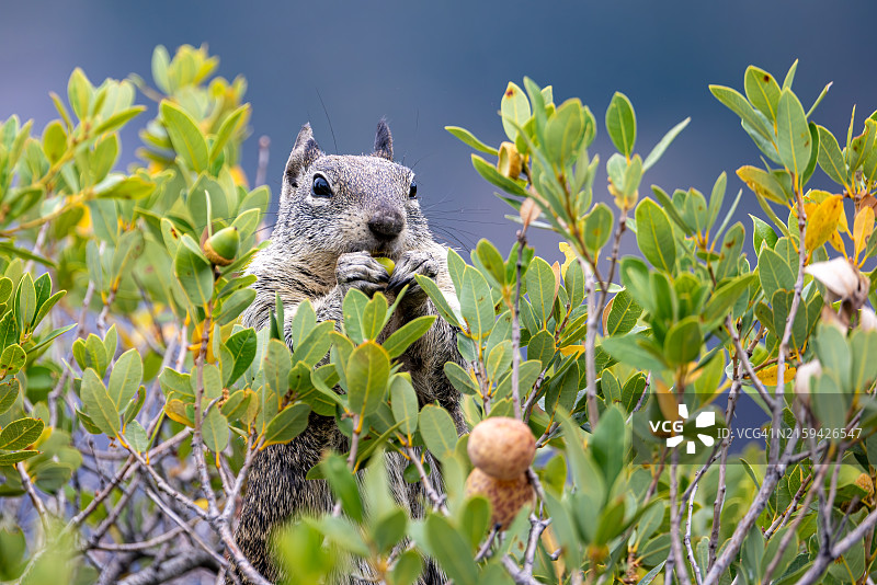 优胜美地国家公园的加州地松鼠图片素材