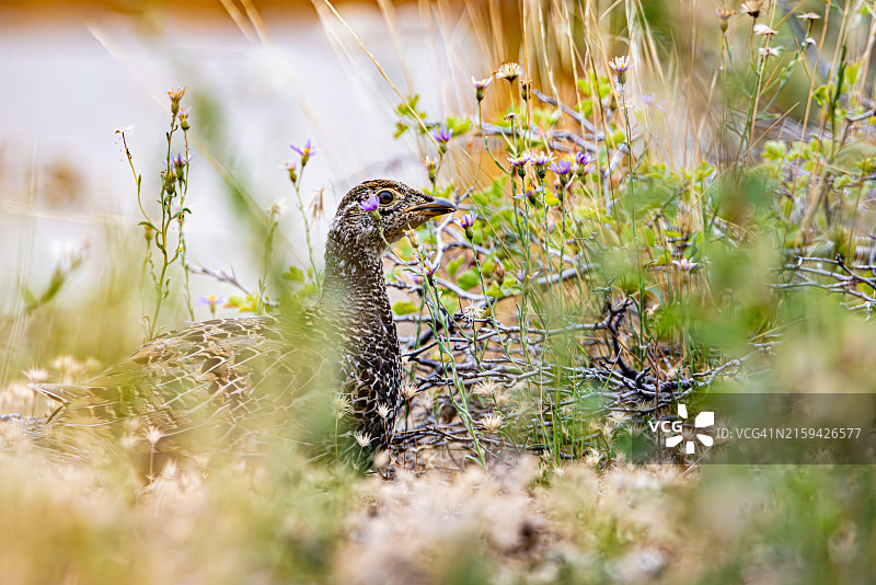 野花丛中的暗色松鸡图片素材