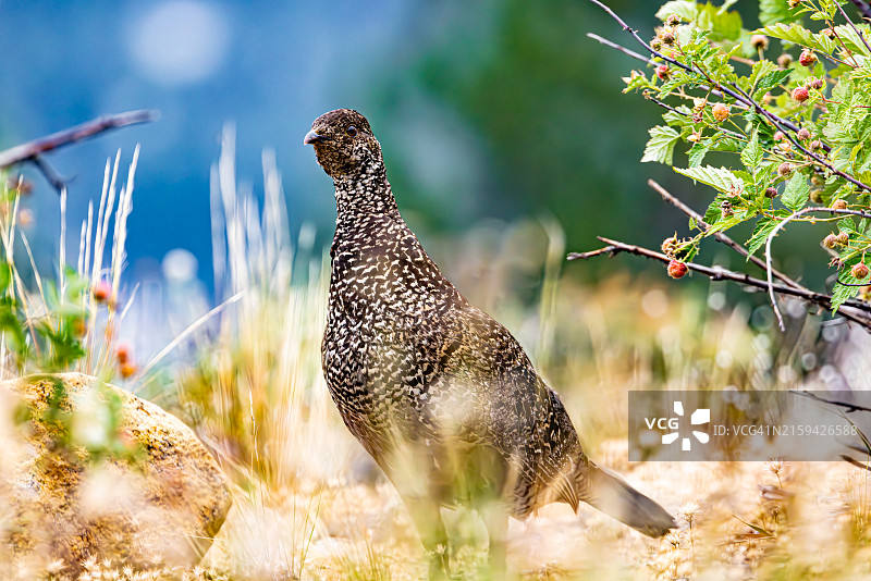站在草地上的暗色松鸡图片素材