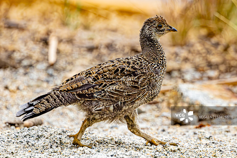 在岩石地形上行走的褐松鸡图片素材