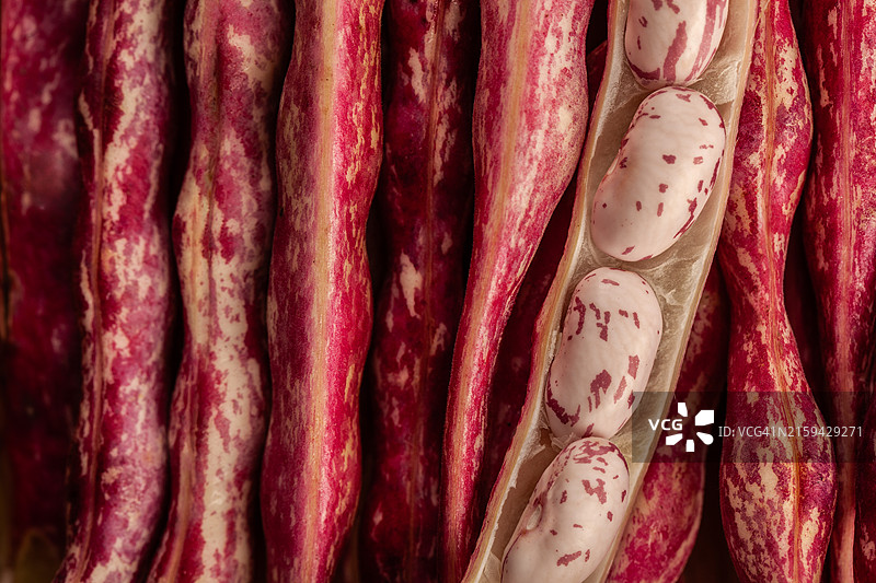 花斑豆荚图片素材