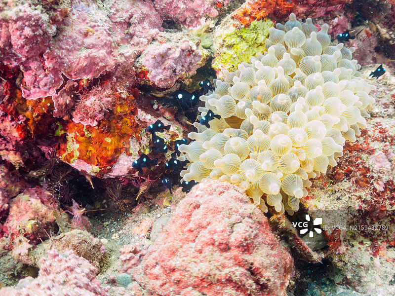 可爱的三点白和清洁虾群，在美丽的海葵中图片素材