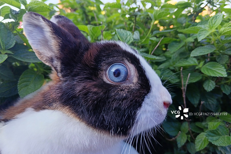 兔子肖像图片素材