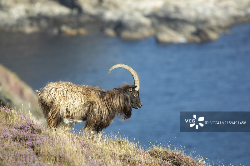 英国苏格兰艾莱岛上的山羊图片素材