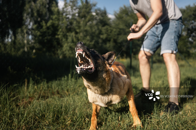 男人牵着有攻击性的狗图片素材