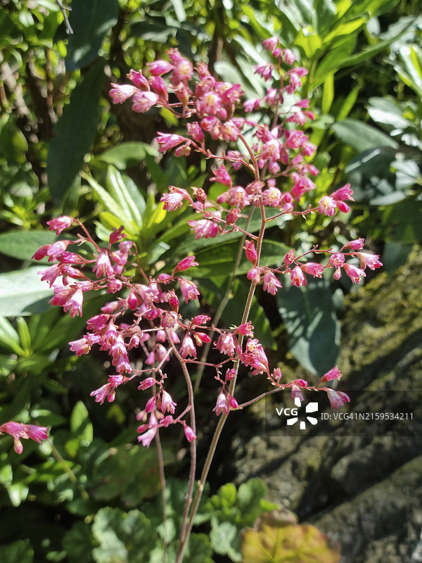 在马焦雷湖岸边开花的珊瑚铃图片素材