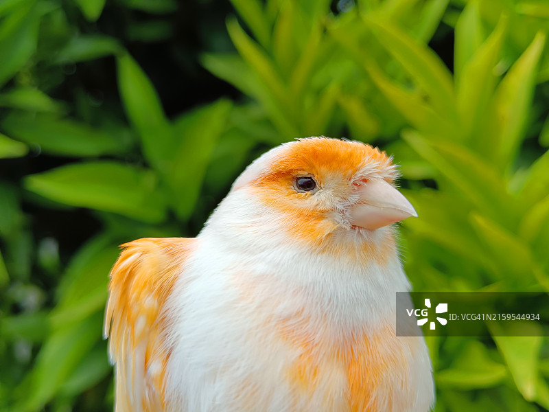 鸟类写真图片素材
