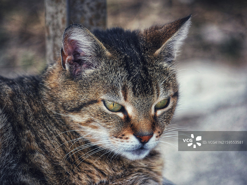 猫特写图片素材