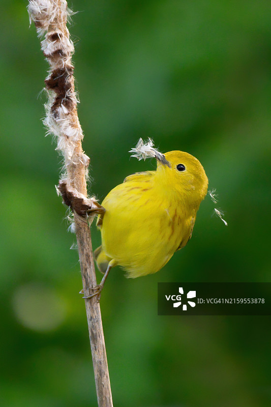 鸣禽栖息在树枝上的特写图片素材