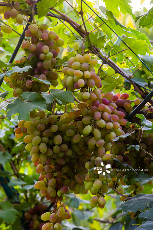 树上生长的葡萄特写图片素材
