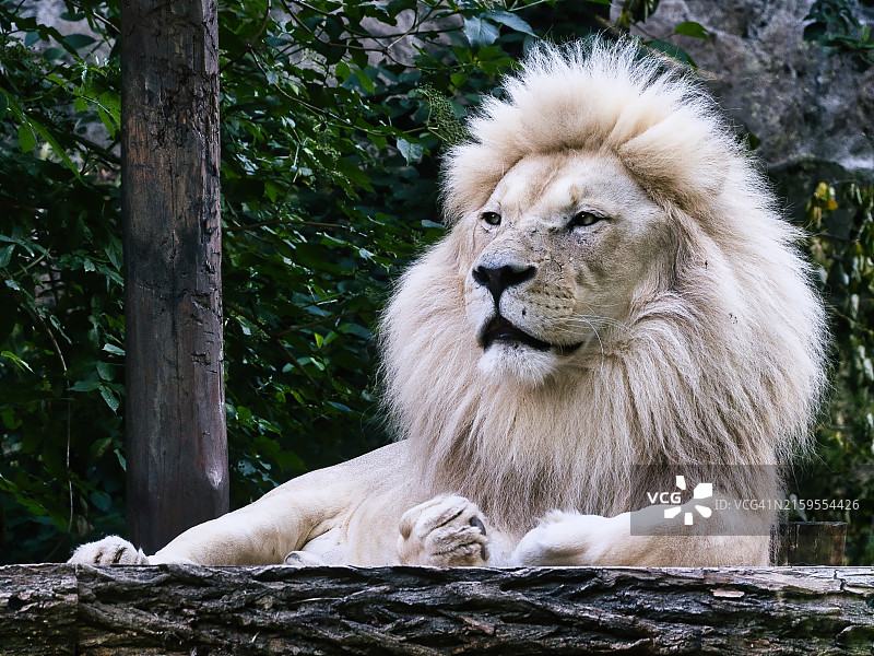 树上的狮子特写图片素材