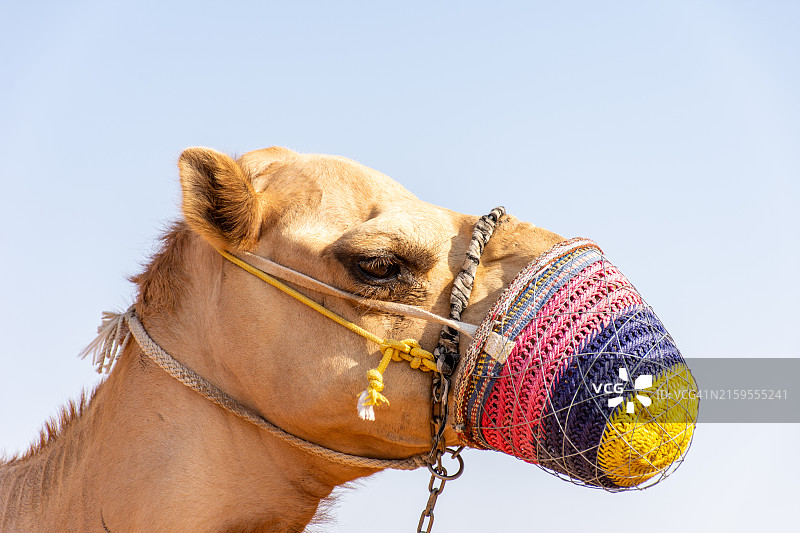 单峰骆驼在晴朗天空下的仰视角度图片素材