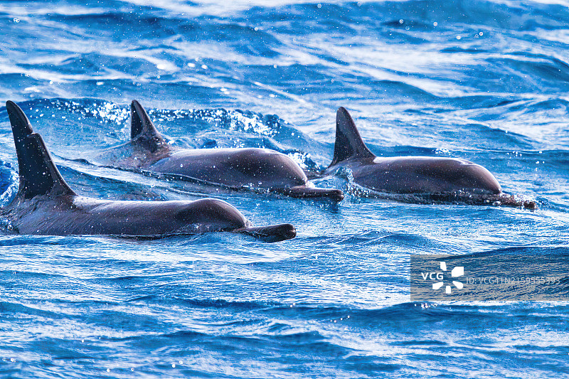 美国夏威夷拉海纳的海中游泳的海豚特写图片素材