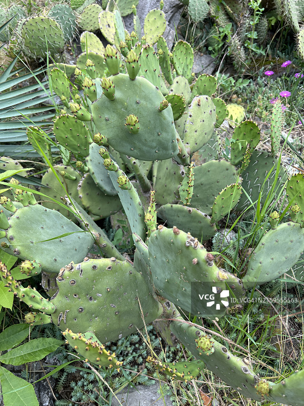 自然界中的仙人掌图片素材