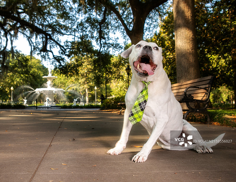 在佐治亚州萨凡纳公园里坐着的比特犬图片素材