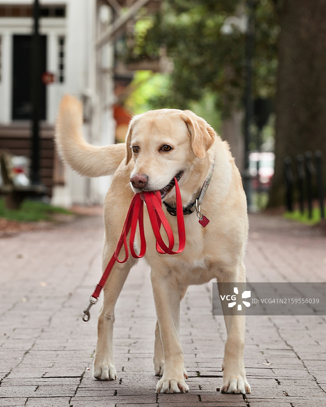拉布拉多寻回犬户外站立特写，佐治亚州萨凡纳图片素材