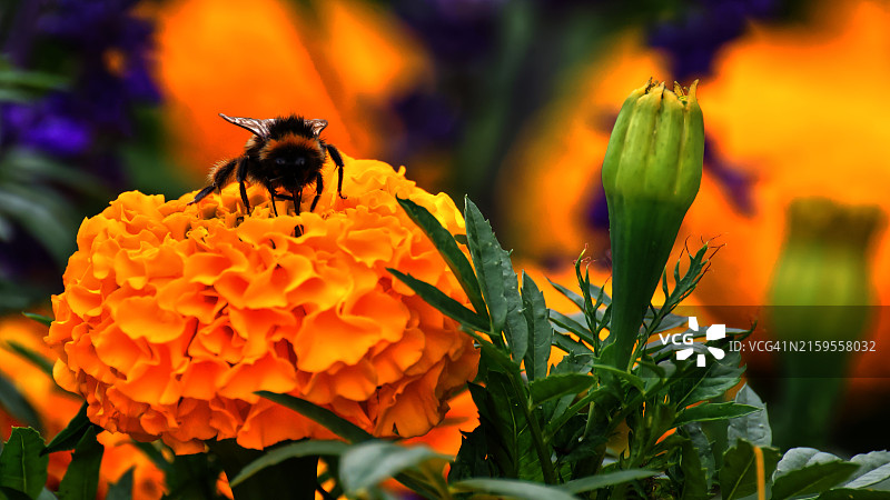蜜蜂在花朵上采蜜（新西兰北帕默斯顿）图片素材