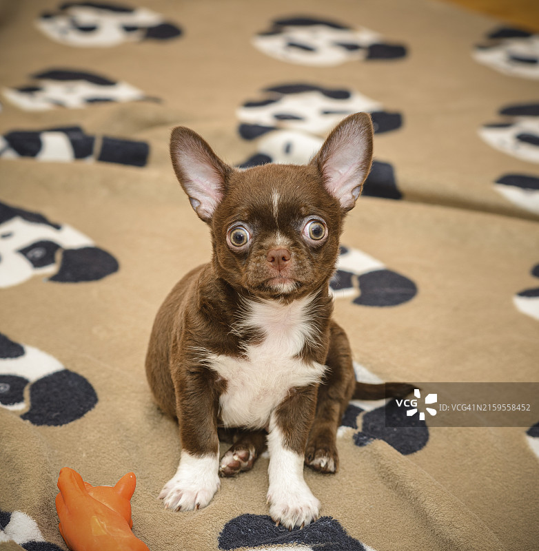 坐在沙发上的幼犬肖像图片素材