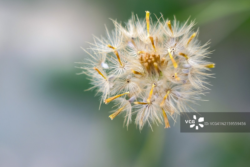 蒲公英花特写图片素材