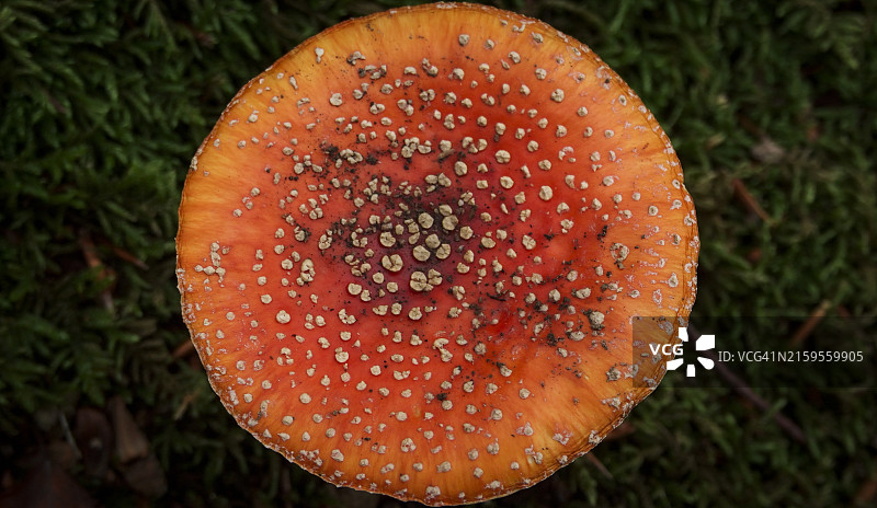 毒蝇伞蘑菇特写图片素材