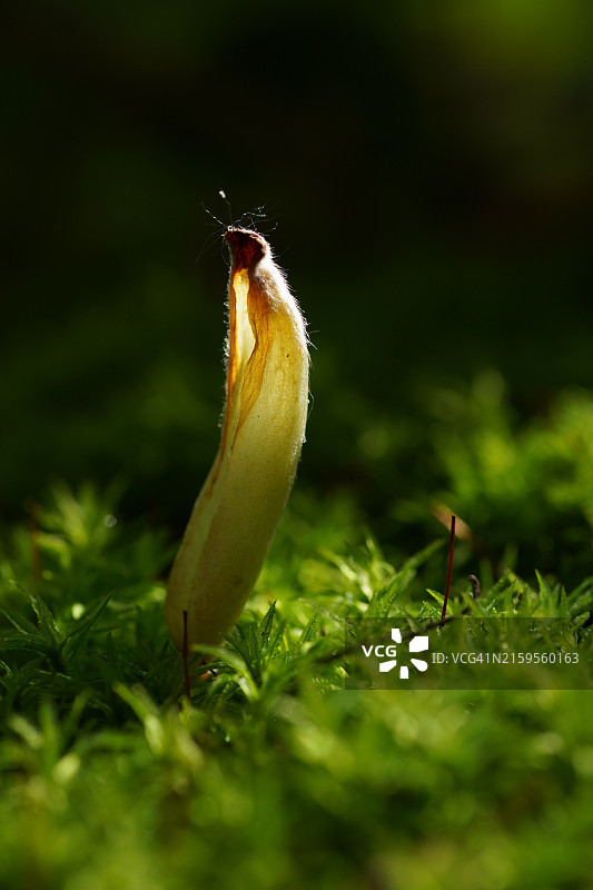 草地上的雨滴特写图片素材